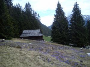 Dolina Chochołowska Dolina Chochołowska